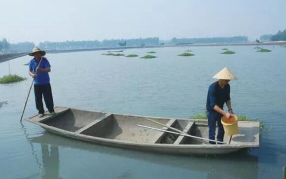 農(nóng)戶(hù)在用咱們EM菌種做水產(chǎn)養(yǎng)殖工作