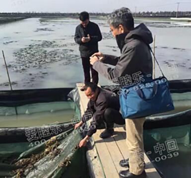 咱們EM菌種工作人員深入一線(xiàn)了解螃蟹養(yǎng)殖戶(hù)的經(jīng)營(yíng)狀況