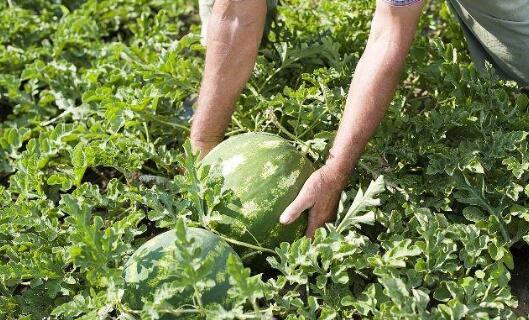 農(nóng)作物生長過程中需要的EM堆肥制作原料其實非常簡單