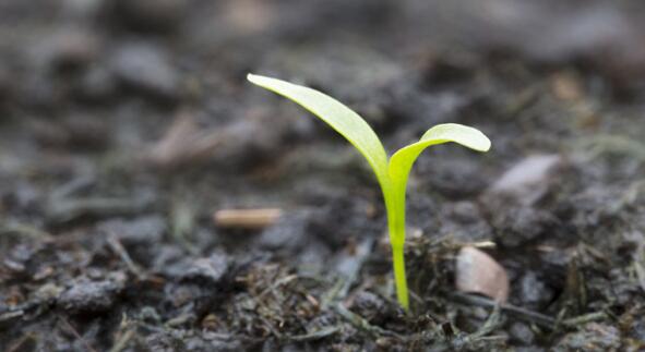 養(yǎng)殖場(chǎng)采用的EM菌肥是通過哪些流程研制的